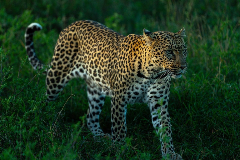 Nairobi: National Park Safari with Pickup and Game Drive
