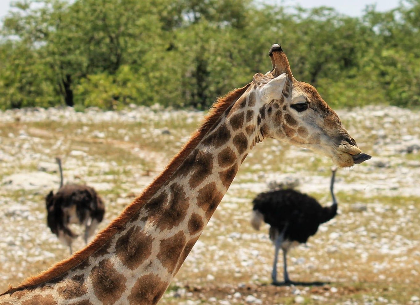 Etosha Nationalpark: Heldags eller halvdags game drive