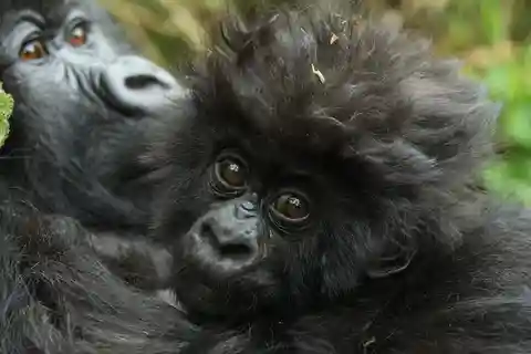 Kigali Rastreo de gorilas en el Parque Nacional de los Volcanes de Ruanda