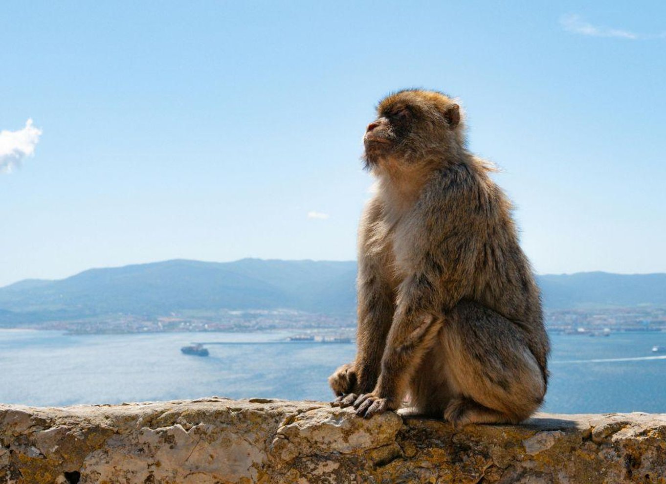 Fra Malaga: Tur til Gibraltar og besøg på Klippen (valgfrit)