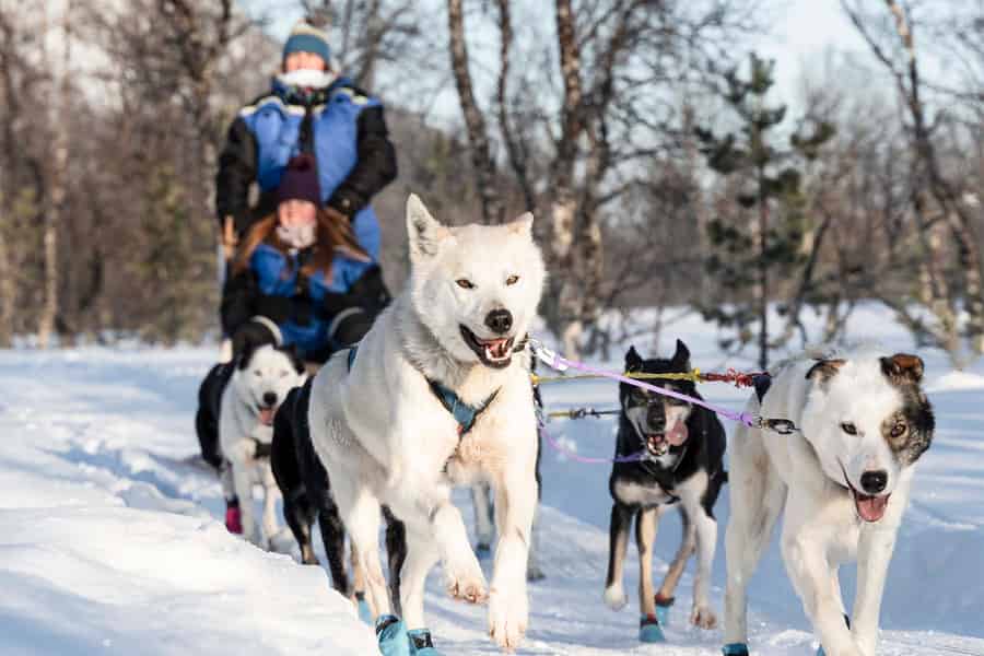Von Tromsø: Hundeschlittenfahrt mit Transfer. Foto: GetYourGuide