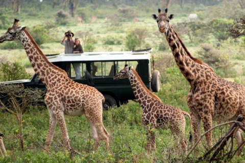 3-dniowe safari Masai Mara i jezioro Naivasha jeepem 4x43 dni Masai Mara - zakwaterowanie Mara Jambo Lodge