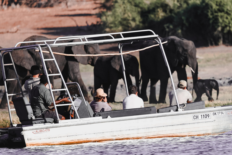 Chobe River Private 3 Hour Boat Safari