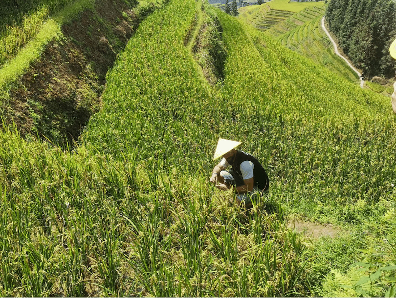 Guilin: Longji-Reisterrassen – Tagestour mit Dorfspaziergängen
