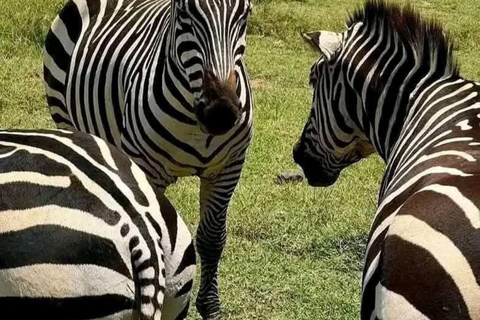 Nairobi: Half Day guided tour to Nairobi National Park