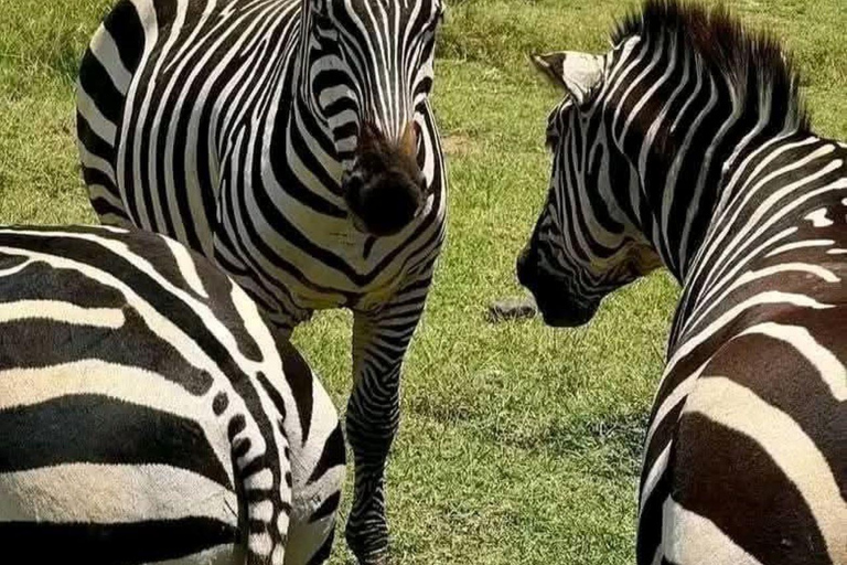 Nairobi: Half Day guided tour to Nairobi National Park