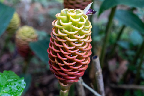 Huatulco: Pluma Hidalgo Coffee Origin and Essence.