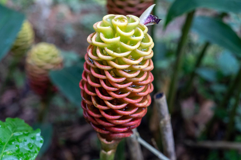 Huatulco: Pluma Hidalgo Coffee Origin and Essence.