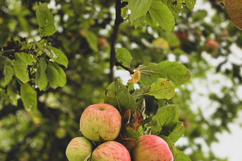 Calvados: the art of making Coquerel Calvados and Normindia Gin