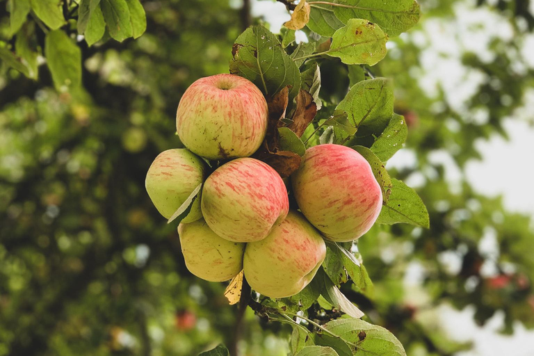 Calvados: the art of making Coquerel Calvados and Normindia Gin