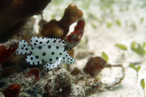 El Nido: Descobre o mergulho com raias-manta em Sibaltan