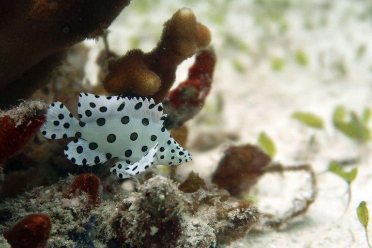 El Nido: Tauchen mit Manta-Rochen in Sibaltan