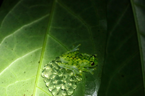Night Walk La Fortuna: Private Rainforest Guided Wildlife