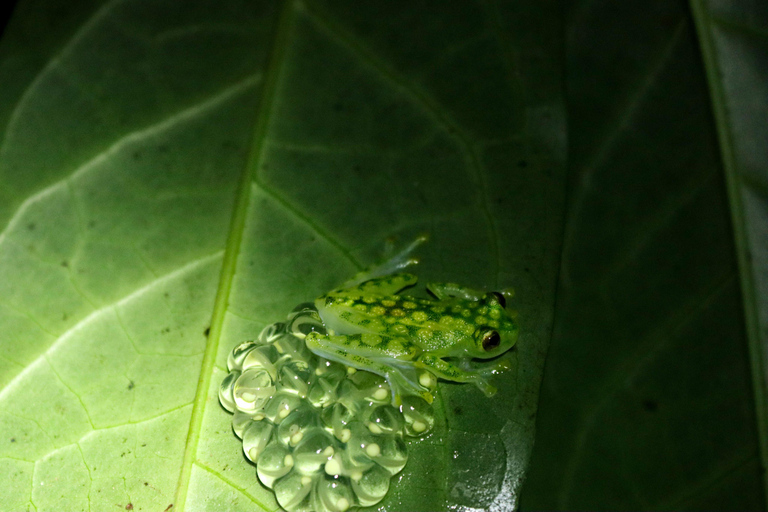 Night Walk La Fortuna: Private Rainforest Guided Wildlife