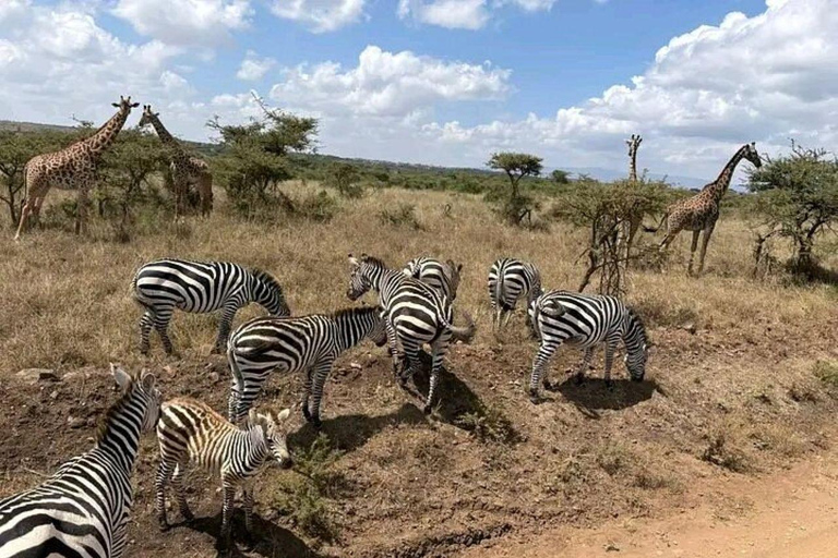 Nairobi National Park: Early Morning or afternoon adventure Early morning game drive in a Landcruiser JEEP