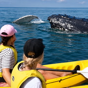 Whale Watching Ocean Kayak + Great Beach Drive Adventure