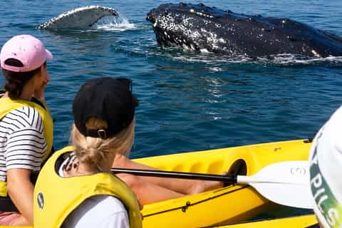 Whale Watching Ocean Kayak + Great Beach Drive Adventure - Image 3