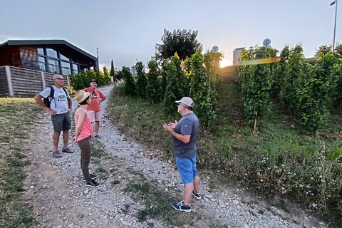 Senderismo y vino entre Côte-Rôtie y Condrieu