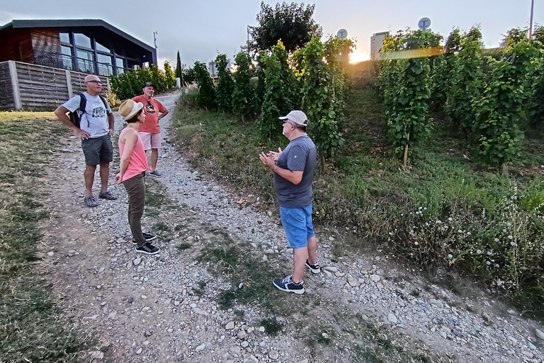 Senderismo y vino entre Côte-Rôtie y Condrieu