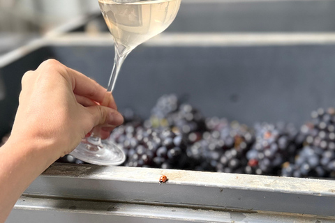 Pierry: a sensory immersion tasting at the heart of our grape varieties Pierry: a sensory immersion tasting in the heart of our grape varieties