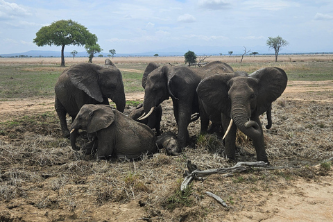 Safari 3-Days from Zanzibar to Mikumi National Park by ferry Come to meeting point "Dar es Salaam SGR station"