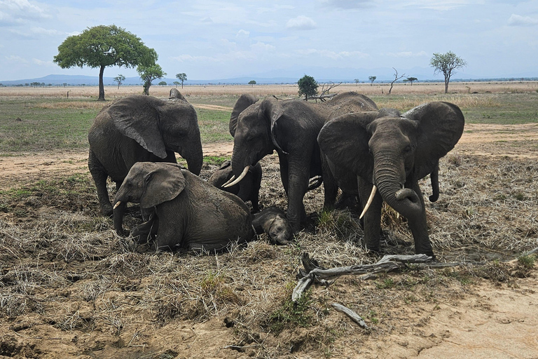 Safari 3-Days from Zanzibar to Mikumi National Park by ferry Come to meeting point "Dar es Salaam SGR station"