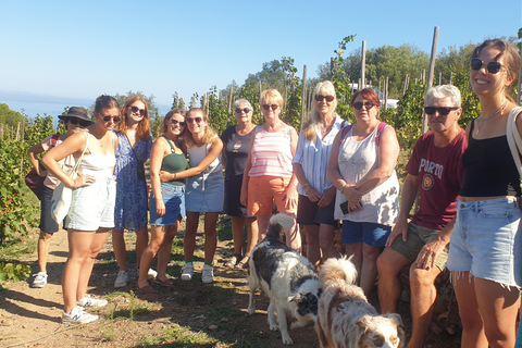 Collioure: Vineyard Tour & Wine Tasting Collioure: Vineyard Tour & Tasting