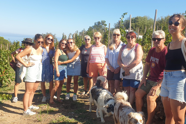Collioure: Vineyard Tour & Wine Tasting Collioure: Vineyard Tour & Tasting