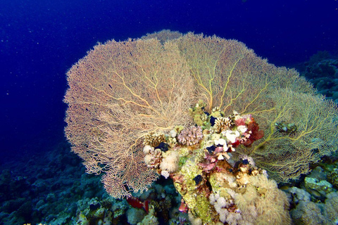 Sharm El Sheikh: Tiran Island Boat Diving & Snorkeling Intro Diving & Snorkeling – No Certification Required