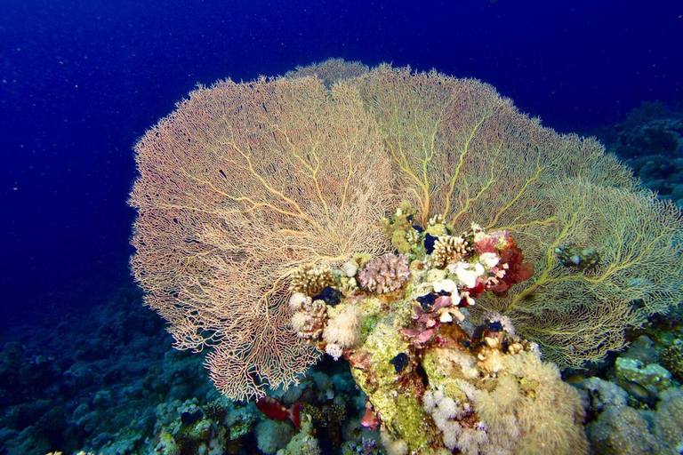Sharm El Sheikh: Tiran Island Boat Diving & Snorkeling Intro Diving & Snorkeling – No Certification Required
