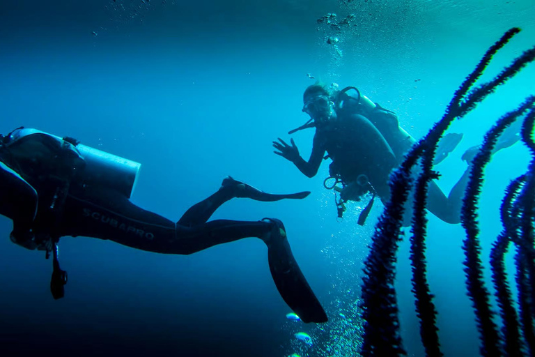 Marmaris: Scuba Diving w/Lunch & Hotel Pick Up Scuba Diving with Meeting Point (No Transfer)