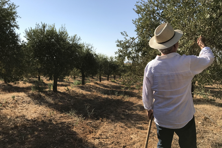 Andalusian experience in Seville: Olive Oil Mill, Stud Farm, and Traditional Breakfast. Andalusian experience in Seville: Almazara, Yeguada, and traditional breakfast.