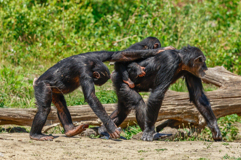 3-Day Kibale National Park Chimpanzee Tour