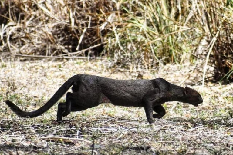 birdwatching in the nearby savannah of Palenque Birdwatching in the nearby savannah of Palenque