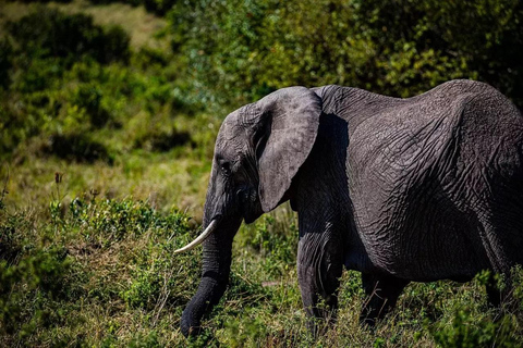 1 journée de safari dans le parc national du Tarangire - Arusha