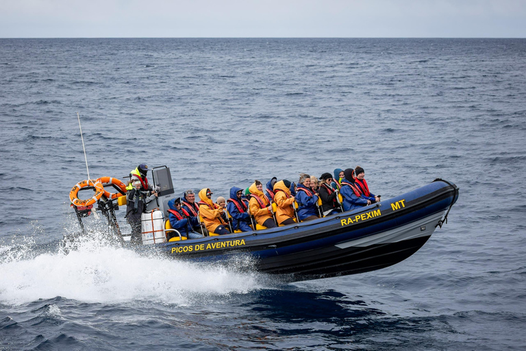 São Miguel : Observation des baleines et nage avec les dauphins sauvages - Journée complète