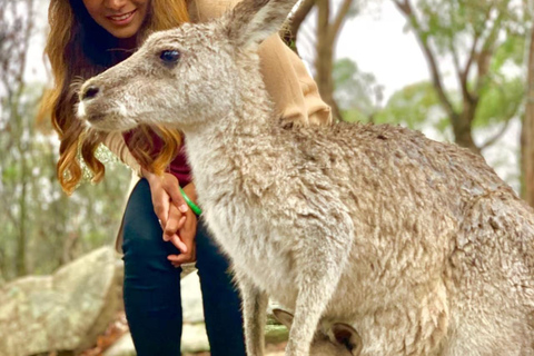 Baby Animals, Boomerangs & BBQ Lunch From Sydney: Baby Animals & Boomerangs Tour with BBQ Lunch
