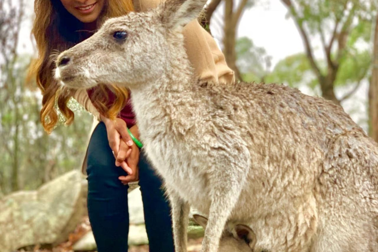 Baby Animals, Boomerangs & BBQ Lunch From Sydney: Baby Animals & Boomerangs Tour with BBQ Lunch