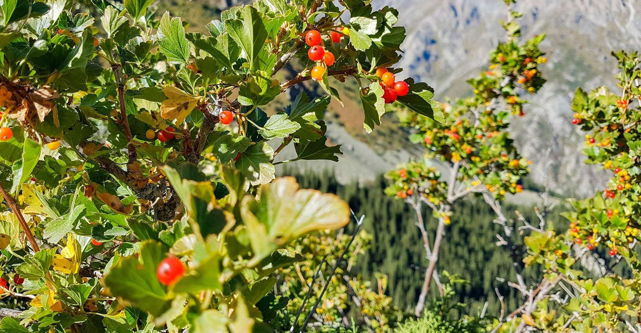 Kyrgyzstan, National Reserve Ala-Archa - Housity