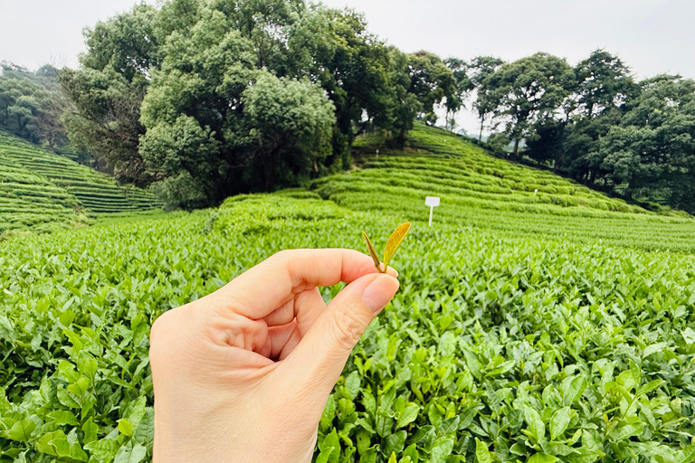 Hangzhou Tea Ceremony Tea Ceremony+Tea Farm
