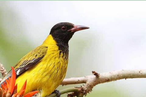 From Durban: Phinda Private Game Reserve Safari with Guide