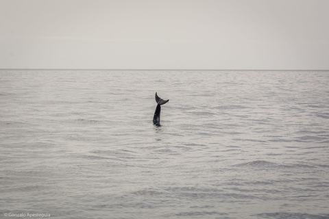 Lanzarote: Whale and Dolphin Watching Eco-Friendly Catamaran