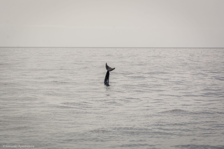 Lanzarote: Avistamiento de ballenas y delfines en catamarán ecológico