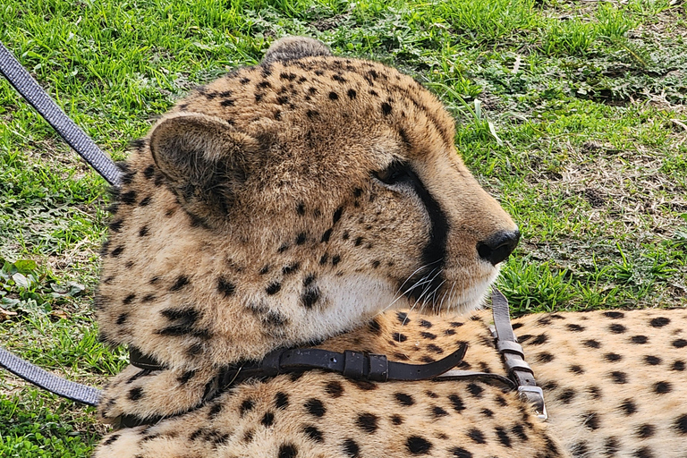 Kaapstad: Cheetah opvangcentrum voor grote katten en wijnproeverij