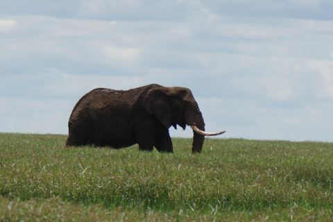 4 jours de safari au Serengeti, au Ngorongoro et au Tarangire