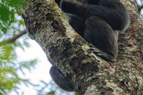 Bwindi: 3-Day Gorilla Trekking & Lake Mutanda Experience