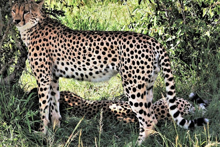 Diani/Mombasa: 2 Days to Tsavo East & Tsavo West with meals