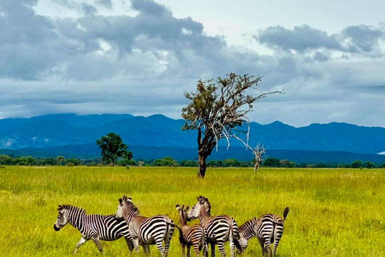 SAFARI WILDLIFE FROM ZANZIBAR TO MIKUMI 3 DAYS 2 NIGTHS