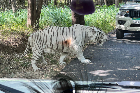 Safari en Jeep por la Vida Salvaje en Bannerghatta con Traslado Privado