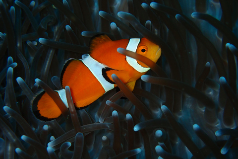 Meno Dive Club: Discover Scuba Diving Experience - Gili Meno